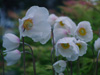 Anemone sylvestris